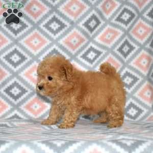 Peaches, Bich-Poo Puppy